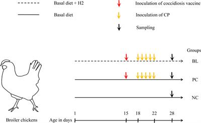 Dietary Probiotic Supplementation Suppresses Subclinical Necrotic Enteritis in Broiler Chickens in a Microbiota-Dependent Manner